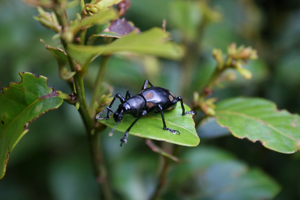 kulísap – CulturEd: Philippine Cultural Education Online