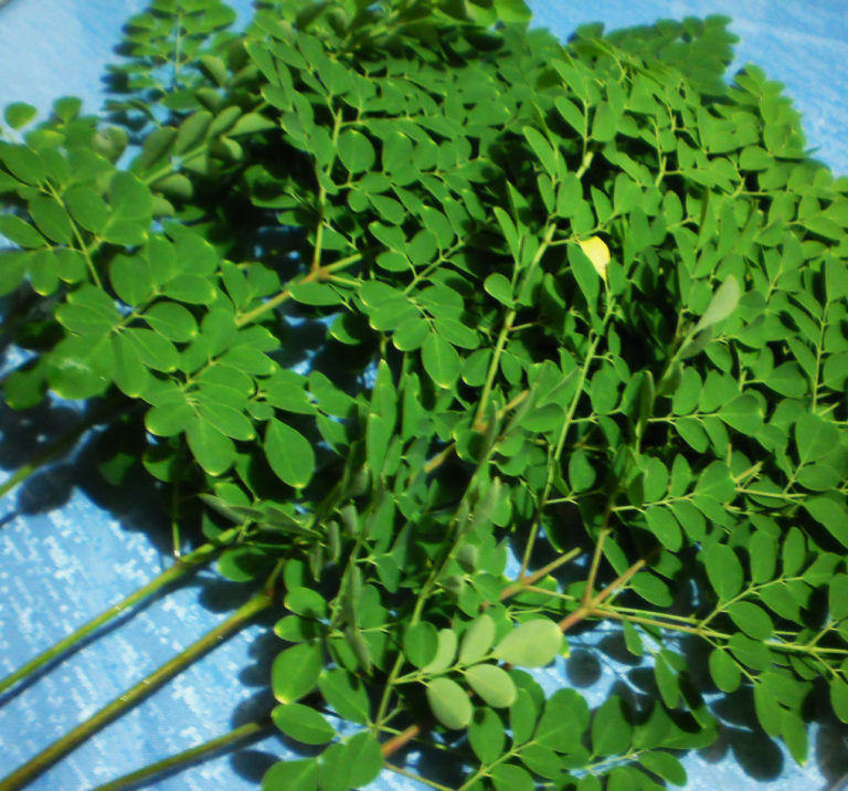 malunggáy CulturEd Philippine Cultural Education Online